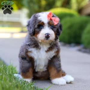 Carly, Mini Bernedoodle Puppy